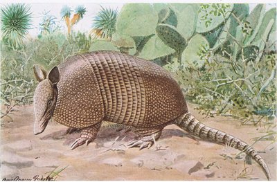 Armadillo de nueve bandas, nombrado por las placas superpuestas en el abdomen de Louis Agassiz Fuertes